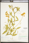 Lathyrus latifolius