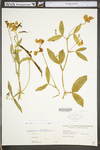 Lathyrus latifolius