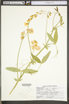 Lathyrus latifolius