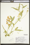 Lathyrus latifolius