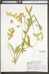 Lathyrus latifolius