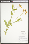 Lathyrus latifolius