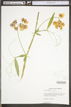 Lathyrus latifolius