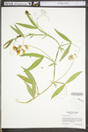 Lathyrus latifolius