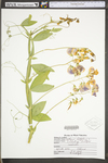 Lathyrus latifolius