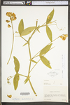 Lathyrus latifolius