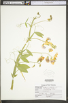 Lathyrus latifolius