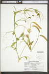 Lathyrus latifolius