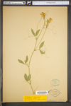 Lathyrus odoratus