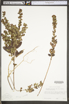 Lespedeza frutescens