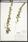 Lespedeza frutescens