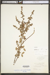 Lespedeza frutescens