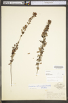 Lespedeza frutescens