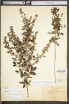 Lespedeza frutescens