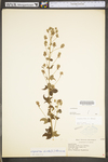 Lespedeza hirta ssp. hirta