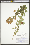 Lespedeza hirta ssp. hirta