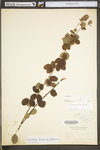 Lespedeza hirta ssp. hirta