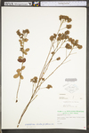 Lespedeza hirta ssp. hirta