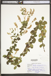 Lespedeza hirta ssp. hirta