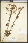 Lespedeza hirta ssp. hirta