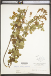 Lespedeza hirta ssp. hirta