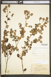 Lespedeza hirta ssp. hirta