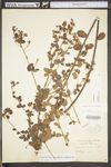 Lespedeza hirta ssp. hirta