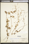 Lespedeza procumbens