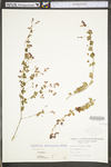 Lespedeza procumbens