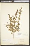 Lespedeza repens