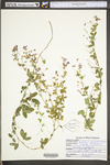 Lespedeza repens