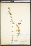 Stylosanthes biflora