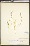 Stylosanthes biflora