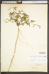 Stylosanthes biflora