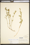 Stylosanthes biflora