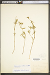 Stylosanthes biflora