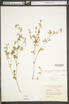 Stylosanthes biflora