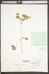 Trifolium repens