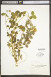 Trifolium hybridum