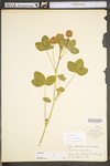 Trifolium hybridum