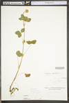 Trifolium hybridum