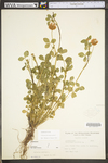 Trifolium hybridum