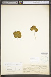 Trifolium incarnatum