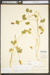 Trifolium incarnatum