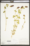 Trifolium incarnatum