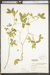 Trifolium medium