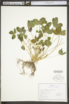 Trifolium pratense