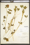 Trifolium pratense