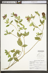 Trifolium pratense