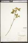 Trifolium pratense